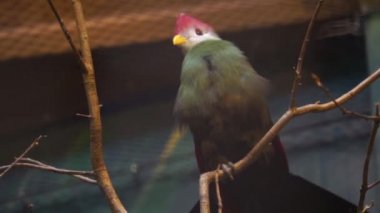 bir ağaçta oturan kırmızı tepeli turaco yakın çekim, popüler kuş pet, Afrika'dan tropikal kuş specie