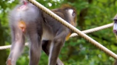 birlikte oynayan iki eğlenceli kadın mandrill maymunlar, primat davranış, Afrika'dan savunmasız hayvan specie