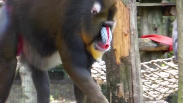 Closeup Male Mandrill Walking Vulnerable Primate Specie Africa — Stock Video