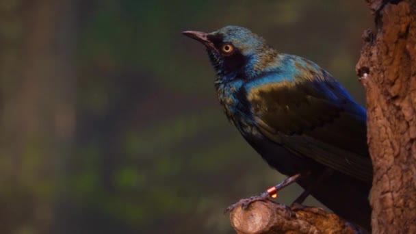 Estornino Orejas Azules Primer Plano Pájaro Brillante Sentado Árbol Mirando — Vídeos de Stock