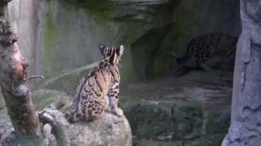 bir kaya üzerinde oturan ve bir mağarada ailesine geri yürüyen bir anakara bulutlu leopar yakın çekim, Asya dağlarından savunmasız hayvan specie