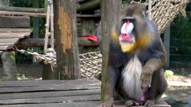 Erkek mandrill oturan ve etrafında izlerken, Afrika'dan tropikal primat specie, Savunmasız hayvan türleri
