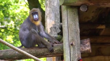 Ahşap bir kiriş üzerinde oturan bir kadın mandrill yakın çekim, Afrika'dan savunmasız primat specie