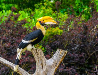 Büyük hint hornbill kuş Asya'dan bir ağaç üst, tropikal ve savunmasız hayvan specie üzerinde oturan