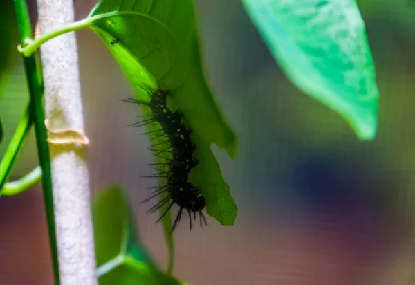 Närbild av en svart Julia Butterfly Caterpillar, den larv scenen, tropiska insekt specie från Brasilien — Stockfoto