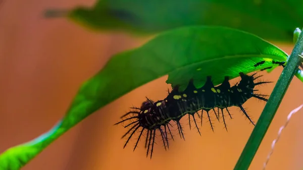 Macro närbild av en svart Julia Caterpillar, fjäril i larv skede, tropiska insekt specie från Brasilien — Stockfoto