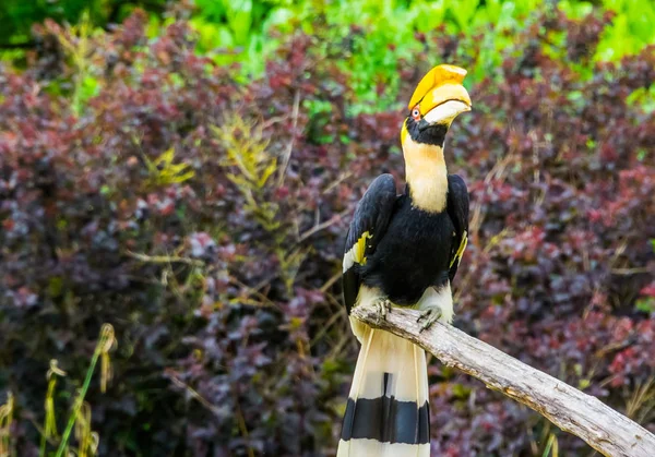 Grote Indiase Hornbill zittend op een boomtak, mooie tropische vogel, kwetsbare dier specie uit Azië — Stockfoto