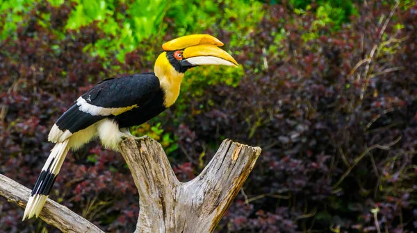 Primer plano retrato de un hermoso gran corneta india, colorido pájaro tropical, especie animal vulnerable de Asia — Foto de Stock