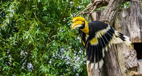 Uçuş güzel büyük hint hornbill kuş, gökyüzünde uçan tropikal kuş, Asya'dan savunmasız hayvan specie