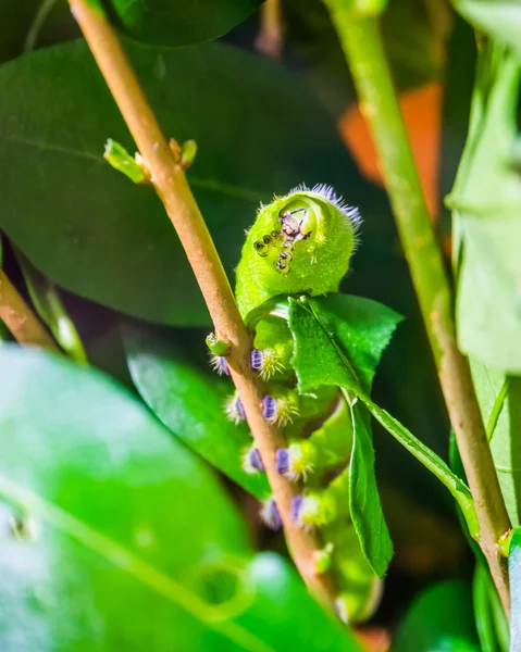 Hermoso macro primer plano de una oruga de polilla de seda lebeau caminando sobre una rama, mariposa en la etapa larval, especie de insecto tropical de América — Foto de Stock