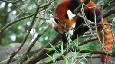 Kırmızı panda yeşil yaprakları yiyen bir ağaç yüksek, kırmızı panda diyet, Asya'dan Nesli Tükenmekte olan hayvan specie