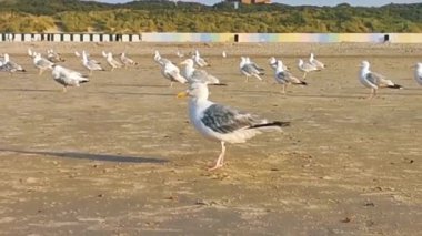 Tüylerini hazırlayan bir martıya yakın çekim, Avrupa 'dan gelen yaygın ve saldırgan kuş türü olan plajda birlikte martı sürüsü.