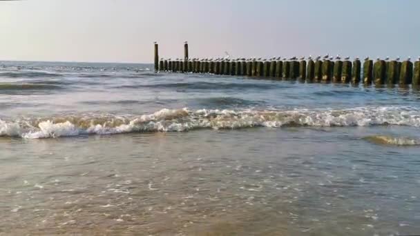Κύματα Στη Θάλασσα Και Γλάροι Ξύλινους Πόλους Παραλία Της Domburg — Αρχείο Βίντεο