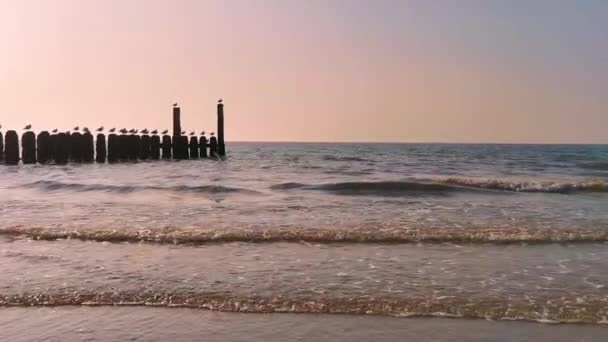 Ocean Domburg Sunset Wooden Wave Breaker Poles Seagulls Dutch Beach — Stock Video