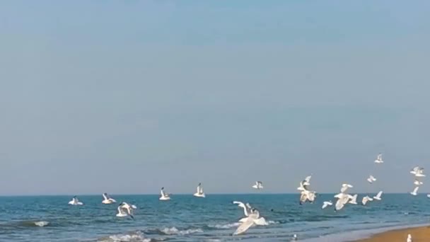 Stormo Gabbiani Che Volano Aria Spiaggia Specie Uccelli Comuni Invasivi — Video Stock