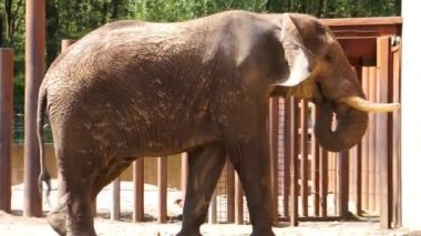 yürüyen bir Afrika çalı filyakın çekim, Afrika savanasından savunmasız hayvan specie