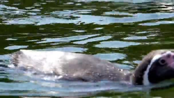 Nahaufnahme Eines Wasser Schwimmenden Humboldt Pinguins Halbwasservogelart Aus Südamerika Gefährdete — Stockvideo