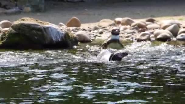 Pareja Pingüinos Nadando Juntos Agua Aves Costeras América Del Sur — Vídeos de Stock