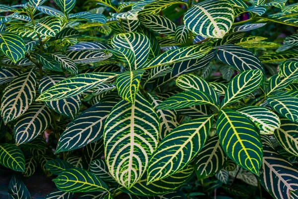 Primer plano de las hojas de una planta de cebra, especies de sanchezia, fondo natural de color verde con hojas amarillas, plantas de jardín tropical — Foto de Stock