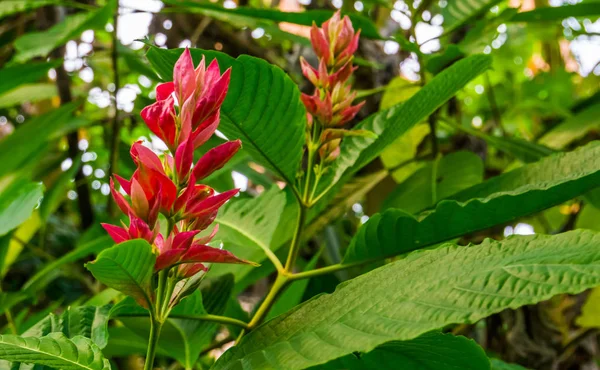 Fleurs de manteau rouge brésilien en macro gros plan, Espèce de plante tropicale d'Amérique, fleur de jardin ornemental, arrière-plan de la nature — Photo