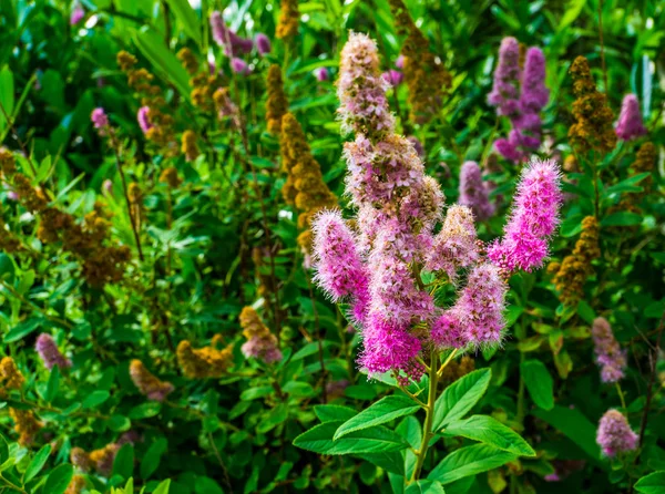 Hardhack steeplebush com flores coloridas em flor, espécie de planta tropical da América, flor do jardim ornamental, fundo da natureza — Fotografia de Stock