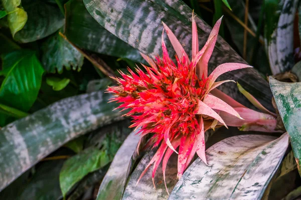 Kırmızı ve pembe renkli çiçek çiçek güzel makro closeup, bromeliad specie, Amerika'dan tropikal bitki, doğa arka plan — Stok fotoğraf