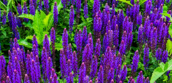 Campo de flores de lavanda em flor, planta cultivada popular da europa, fundo da natureza — Fotografia de Stock