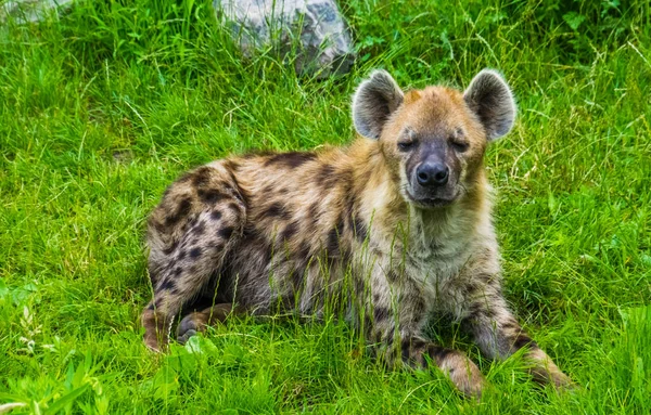 Spotted hyena laying in the grass and looking towards the camera, tropical wild cat from Africa — Stock Photo, Image