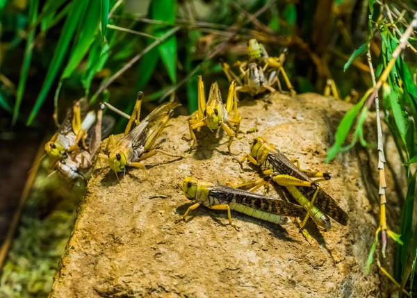 Grupp gräshoppor tillsammans i Macro närbild, populär insekt specie — Stockfoto