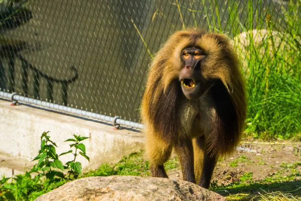 Divertido babuino gelada haciendo sonido, cara de mono en primer plano, especie de primate tropical de las tierras altas etíopes de África — Foto de Stock