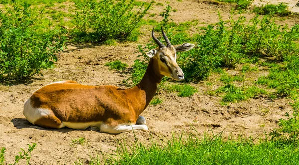 Крупним планом дзвіниця, що сидить на землі, критично зникає антилоп з пустелі Африки — стокове фото