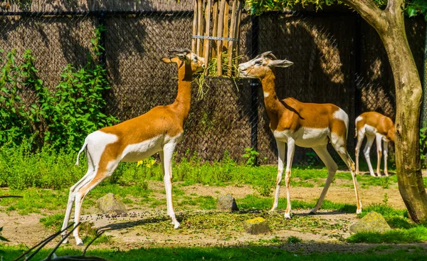 Mhorr Gazelle paar het eten van hooi samen, dierentuin dierenvoeding, ernstig bedreigde dier specie uit de woestijn van Afrika — Stockfoto