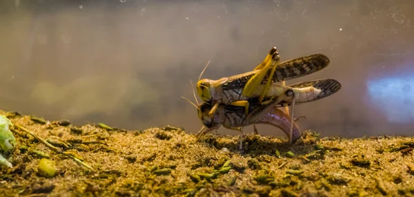 Paar Wanderheuschrecken paaren sich, weit verbreitete Insektenart — Stockfoto