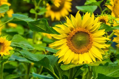çiçek bir ayçiçeği yakın çekim, popüler ekili bahçe bitkisi, doğa arka plan