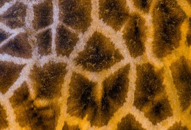 Makro closeup, safari hayvan arka plan Rothschild's zürafa vücut kürk desen