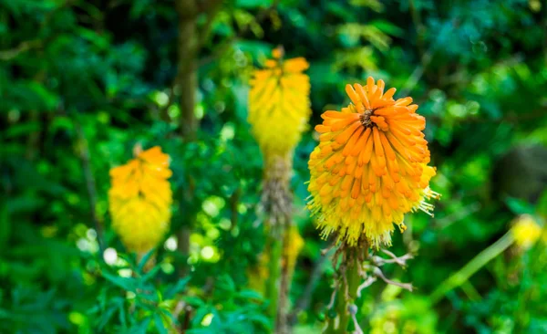 Lirio de la antorcha en primer plano macro, hermosa y colorida flor tropical de África, planta de jardín ornamental popular — Foto de Stock