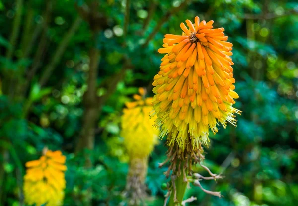 Makro closeup kırmızı sıcak poker çiçek baş, Afrika'dan güzel ve renkli çiçekli bitki, Popüler dekoratif bahçe bitki specie — Stok fotoğraf