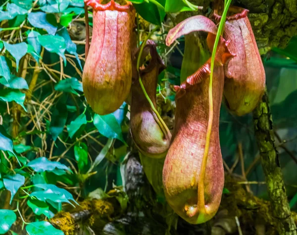 Close-up das flores de uma planta jarro tropical, espécies de nefenthes, plantas carnívoras, fundo da natureza — Fotografia de Stock