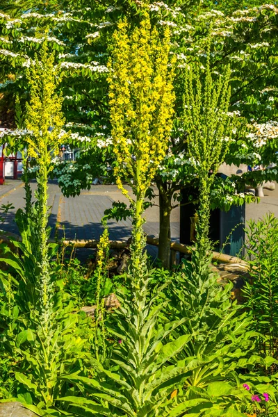 Grupo de grandes plantas de salmuera juntos, plantas silvestres grandes populares de Europa —  Fotos de Stock