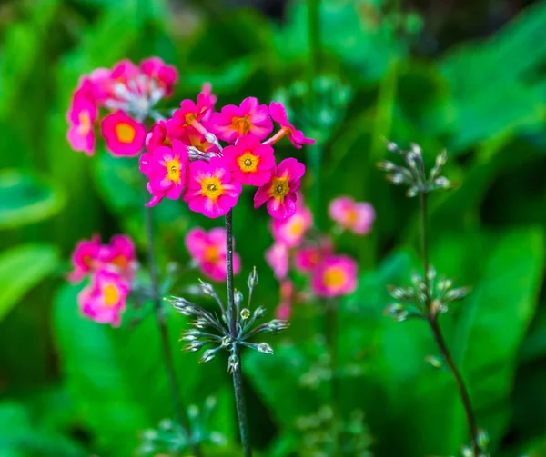 Pink primula flowers in macro closeup, nature background, popular garden plant specie — Stock Photo, Image