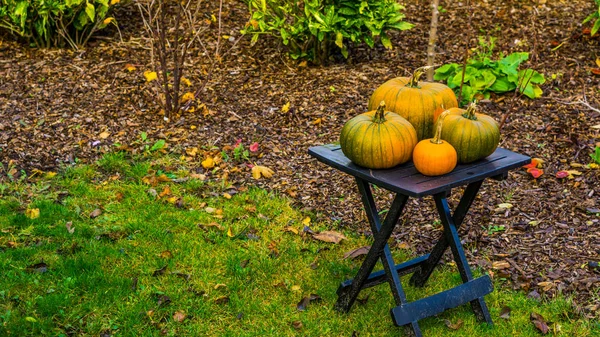 Table de jardin avec citrouilles orange et vertes, décoration traditionnelle d'Halloween et d'automne, fond saisonnier — Photo