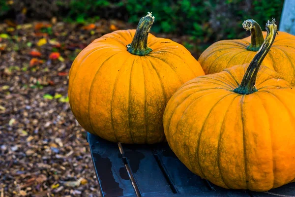 Vértes narancssárga halloween tök egy asztalra, őszi és üdülési díszek, szezonális hagyomány — Stock Fotó
