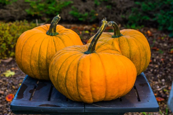 Calabazas de halloween naranja en primer plano, decoraciones de jardín tradicionales, vacaciones y fondo de otoño —  Fotos de Stock