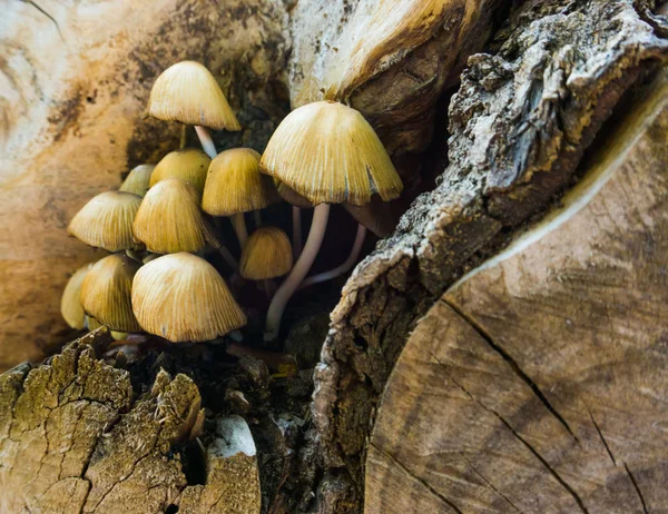 Makro-Nahaufnahme von geballten Waldpilzen, Naturhintergrund der Herbstsaison — Stockfoto