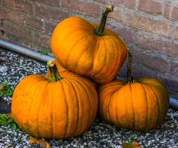 Rakás narancssárga sütőtök, hagyományos Halloween és őszi díszek, szezonális háttér — Stock Fotó