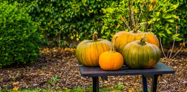 Halloween et automne fond de saison, vert avec des citrouilles orange sur une table de jardin, Décorations traditionnelles — Photo