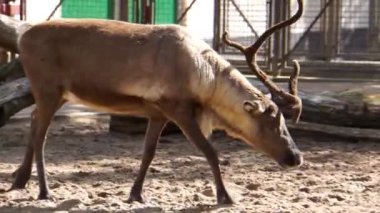 kamera, Amerika'dan tropikal hayvan specie yürüyen bir ren geyiği yakın çekim