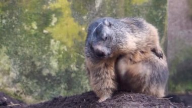 bir alp marmot oturma ve çizilme closeup, Avrupa'nın dağlarından sincap specie