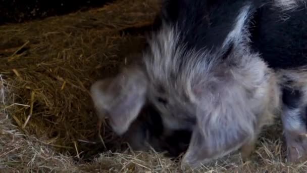 Primer Plano Cerdo Bentheimer Comer Heno Raza Porcina Holandés Popular — Vídeo de stock