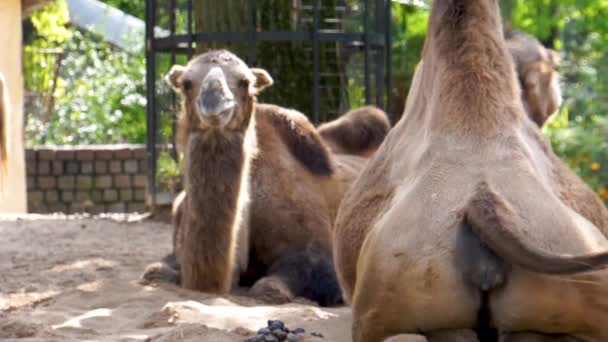 Camel Swaying Its Tail Other Camel Chewing Popular Animal Specie — Stock Video